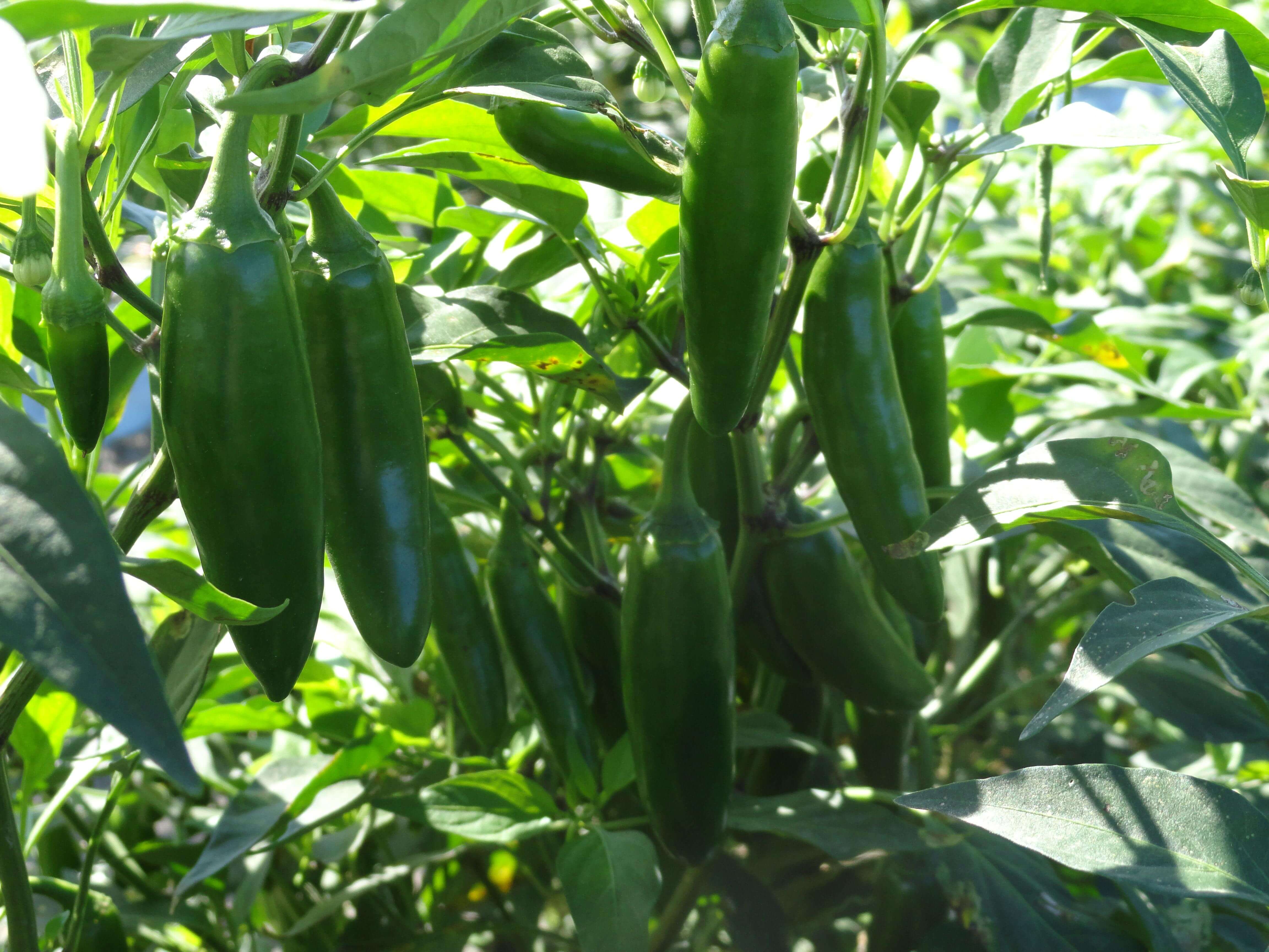 Capsicum annuum cv. 'Serrano Sinahusia'